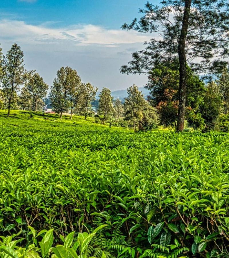 SINENDET TEA FARM